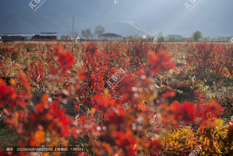 狼毒花