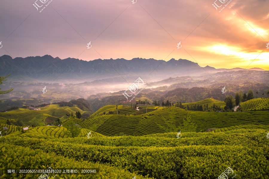 恩施鹤峰木耳山茶场