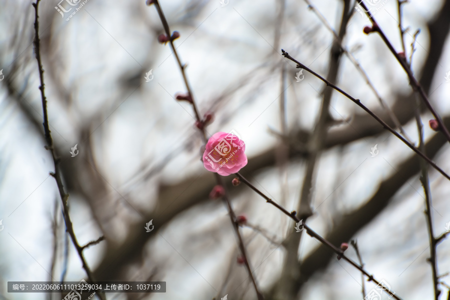 花枝俏