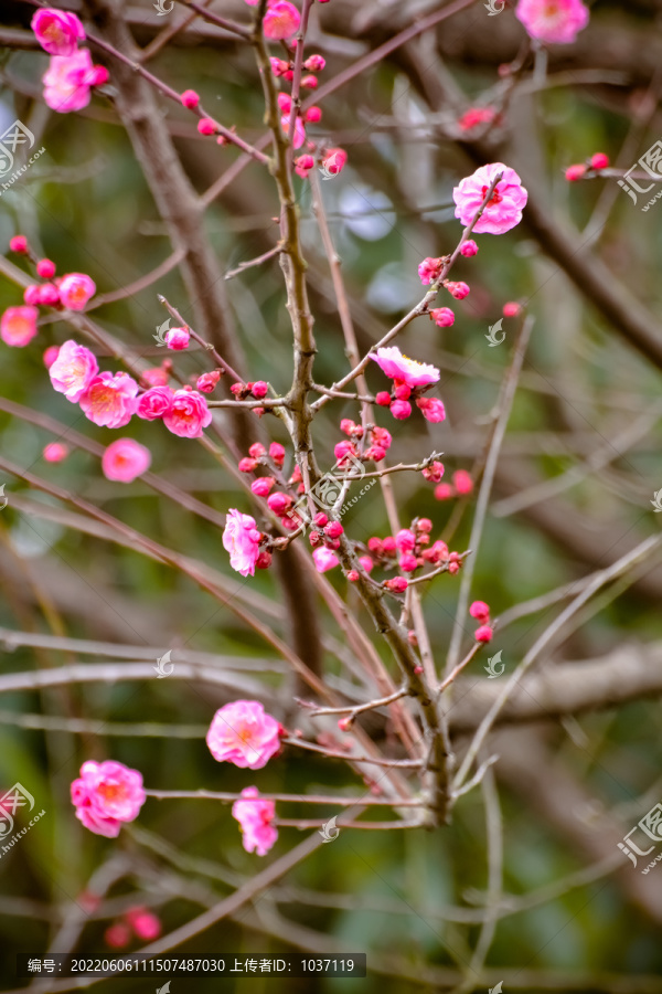 花枝俏