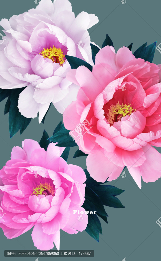 牡丹花