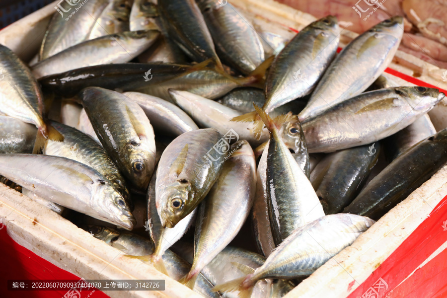 巴浪魚