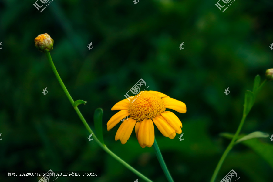 黄野菊花