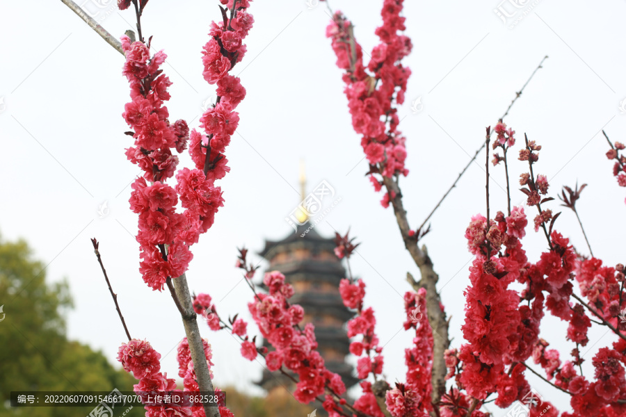 红色重瓣樱花