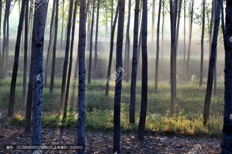 早晨的树林