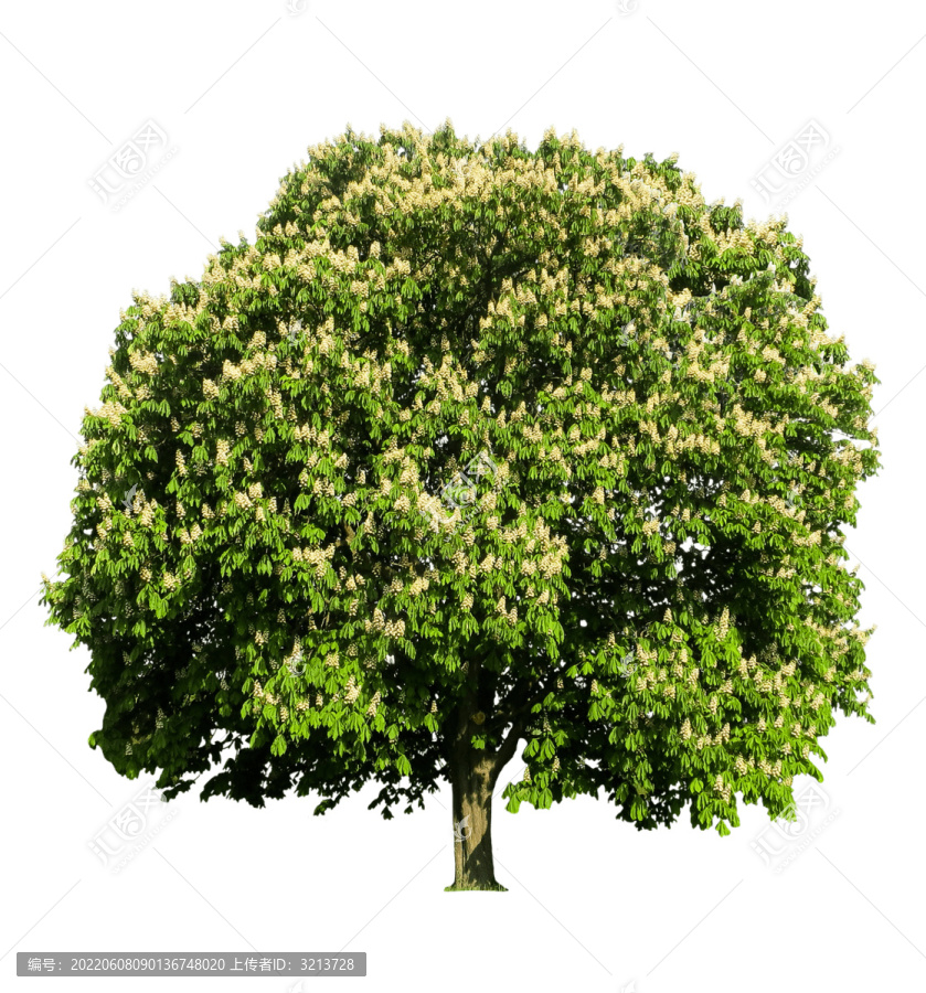 園林綠化樹木天竺桂
