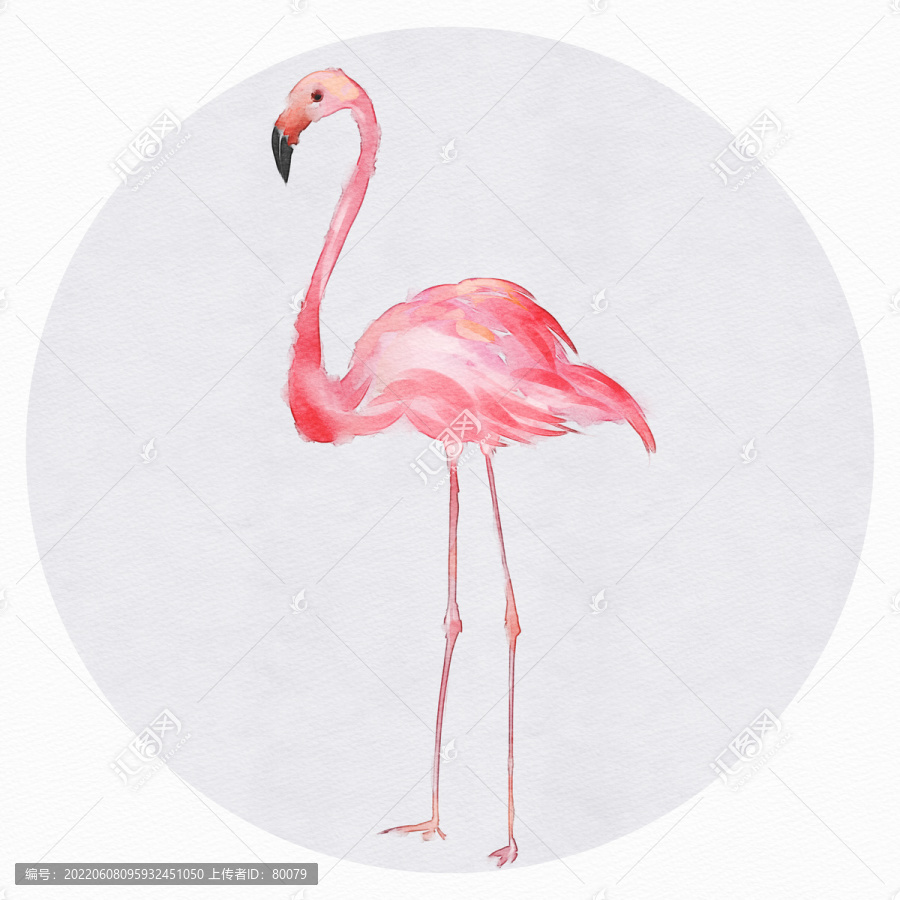 火烈鳥(niǎo)