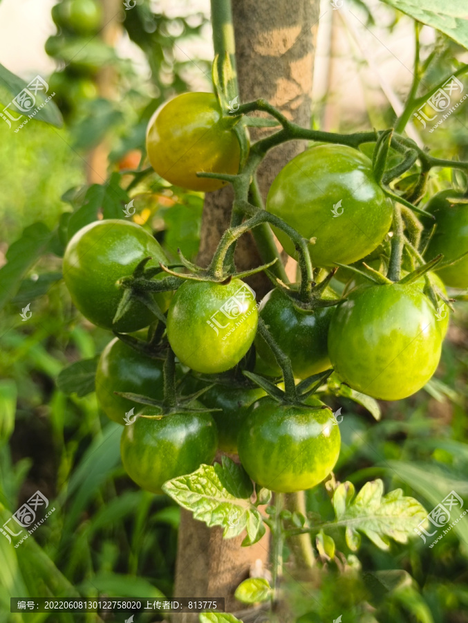自产地青西红柿