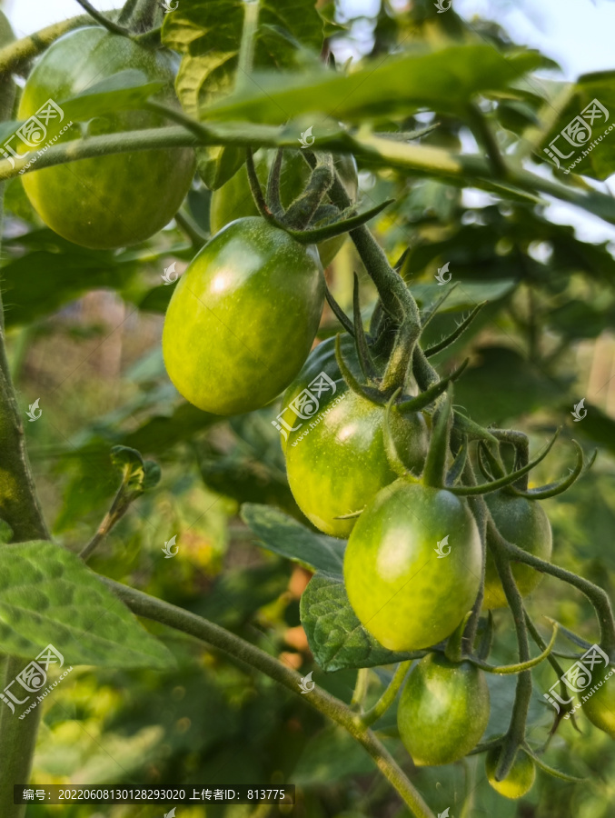自产地青小西红柿
