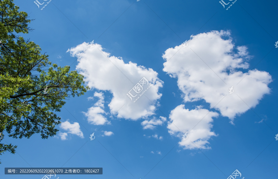 树梢天空云朵