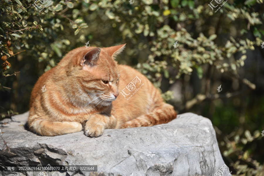 慵懒的猫咪