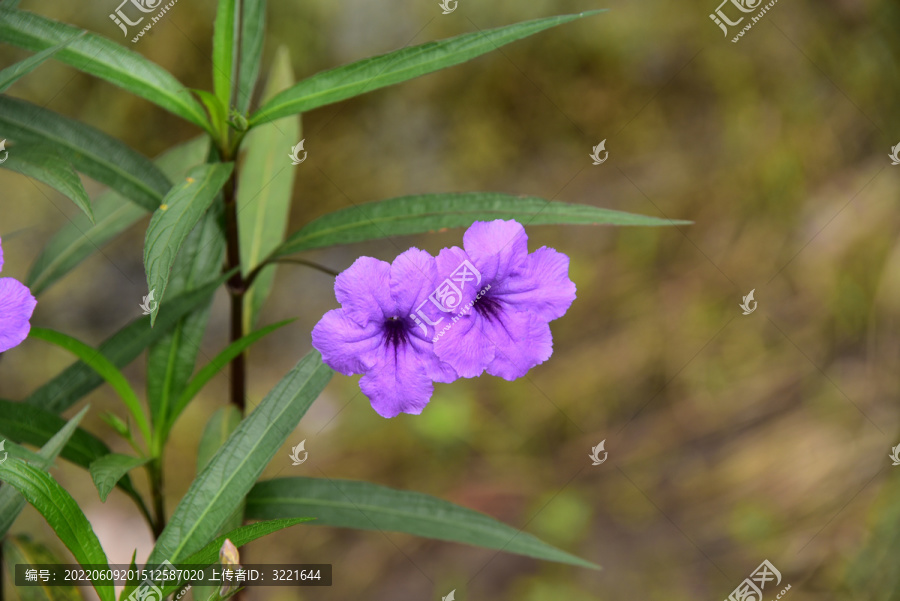 小野花