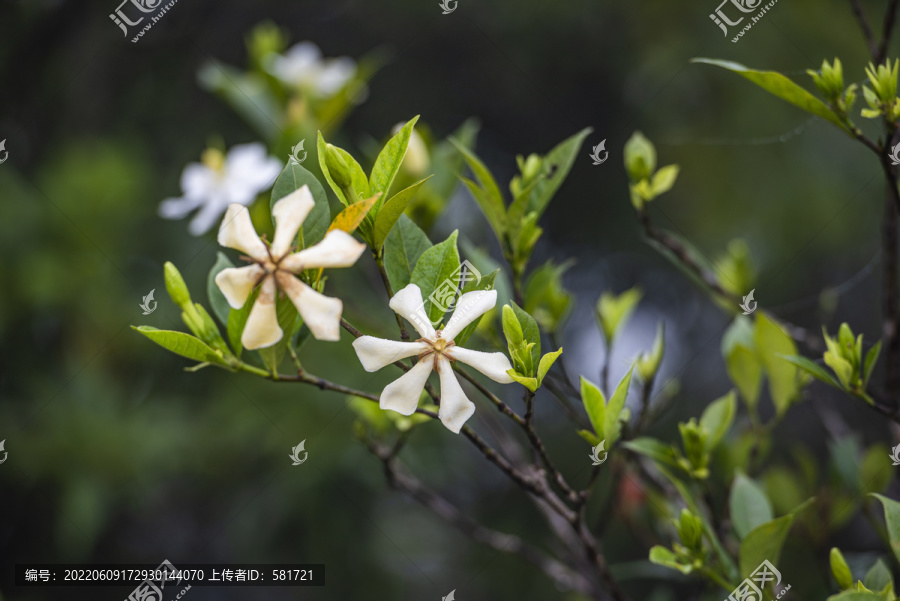 栀子花开