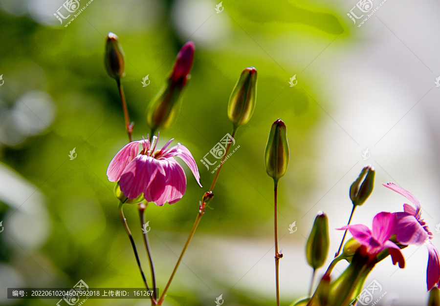 麦蓝菜花