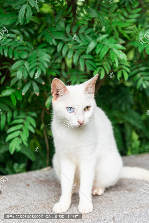 异瞳白猫