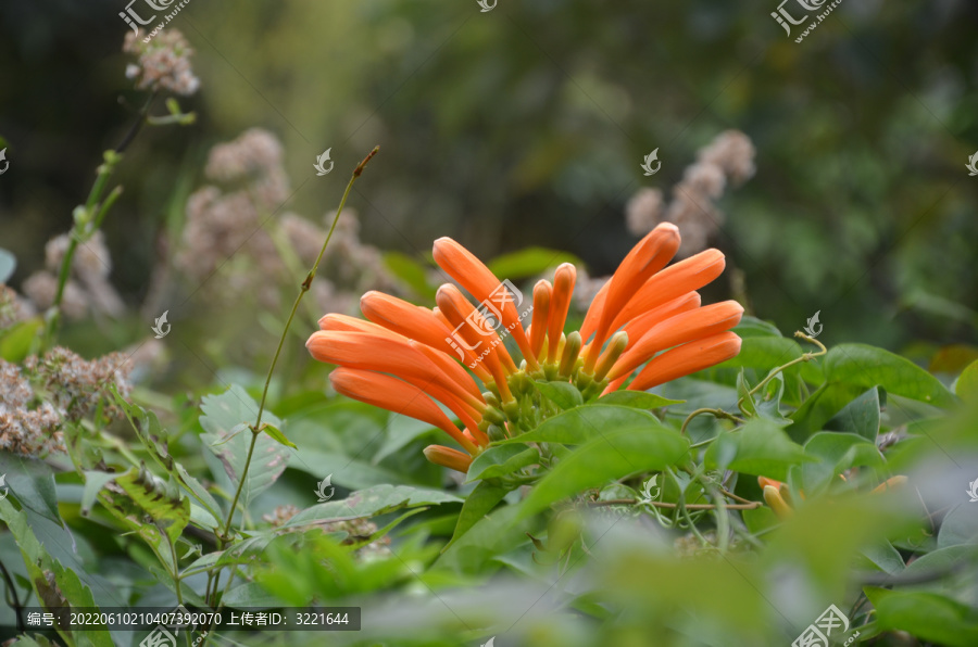 炮仗花