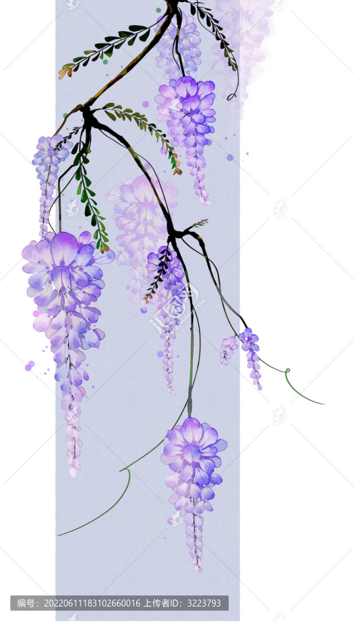 古風(fēng)紫藤花插畫(huà)
