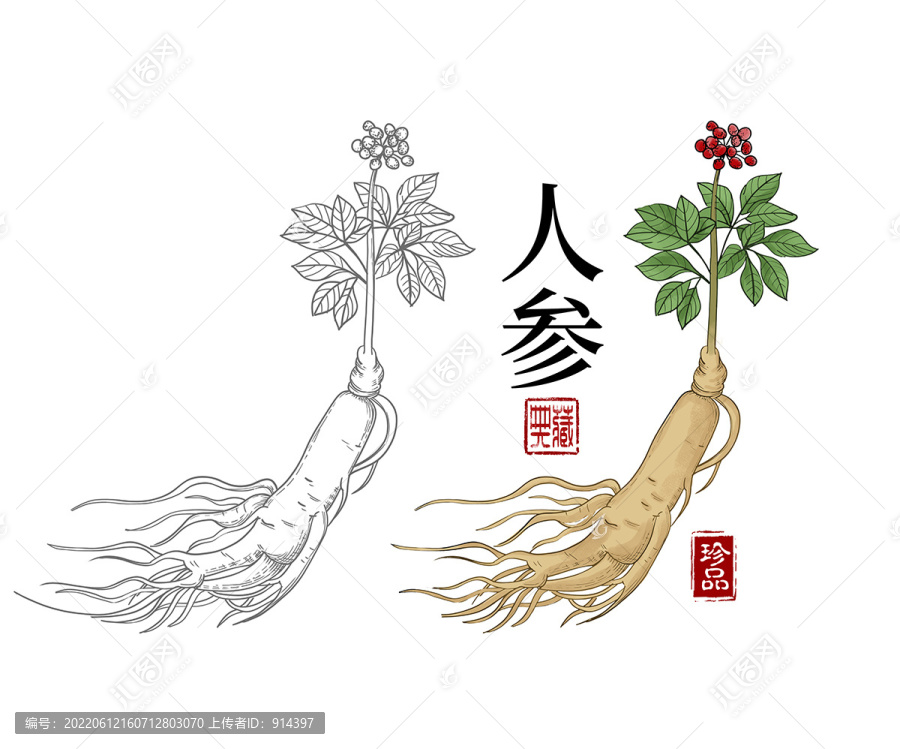 人參