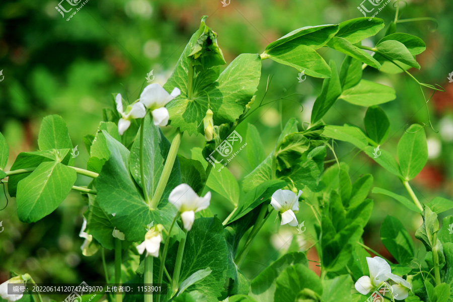 豌豆开花