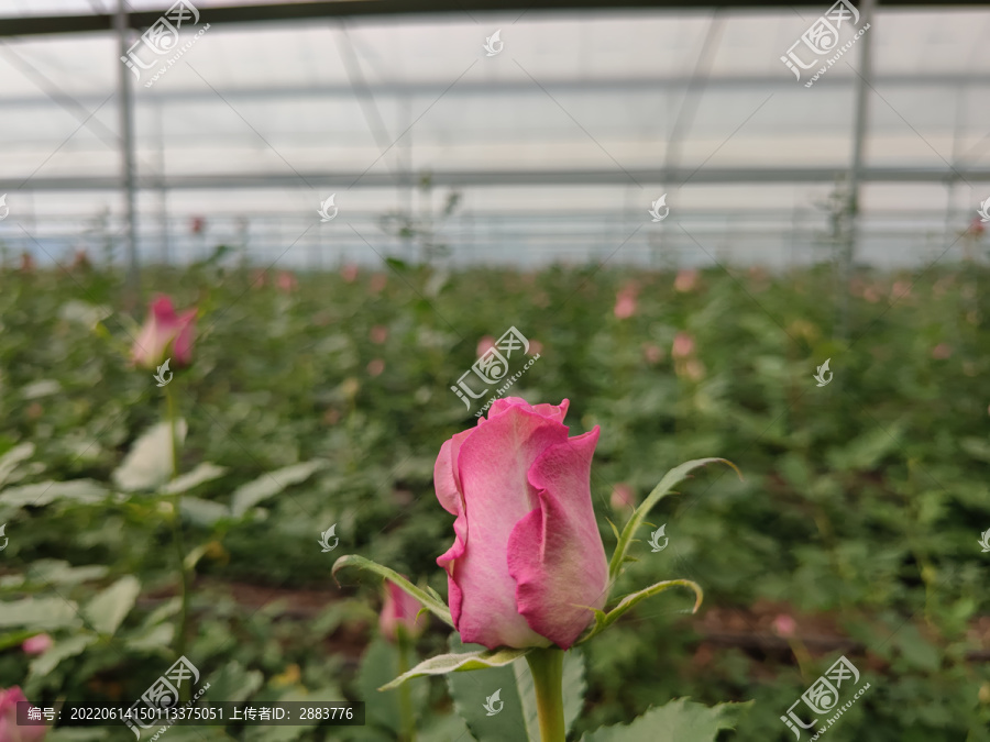 玫瑰花温室大棚