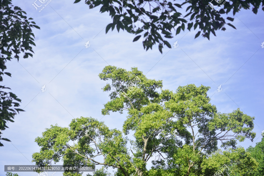 天空树枝