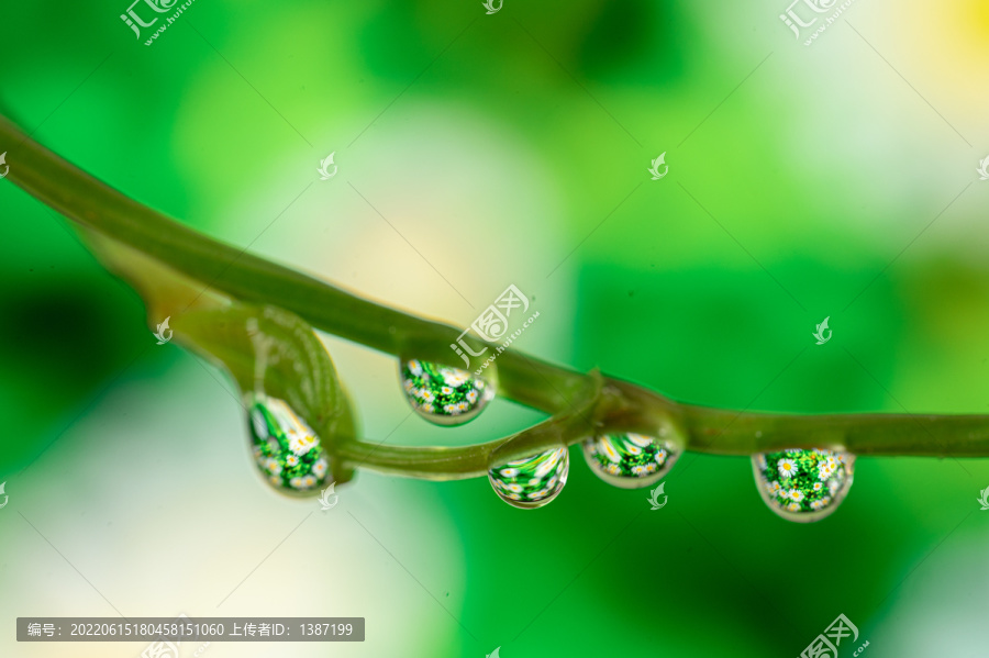 植物水滴微距花卉