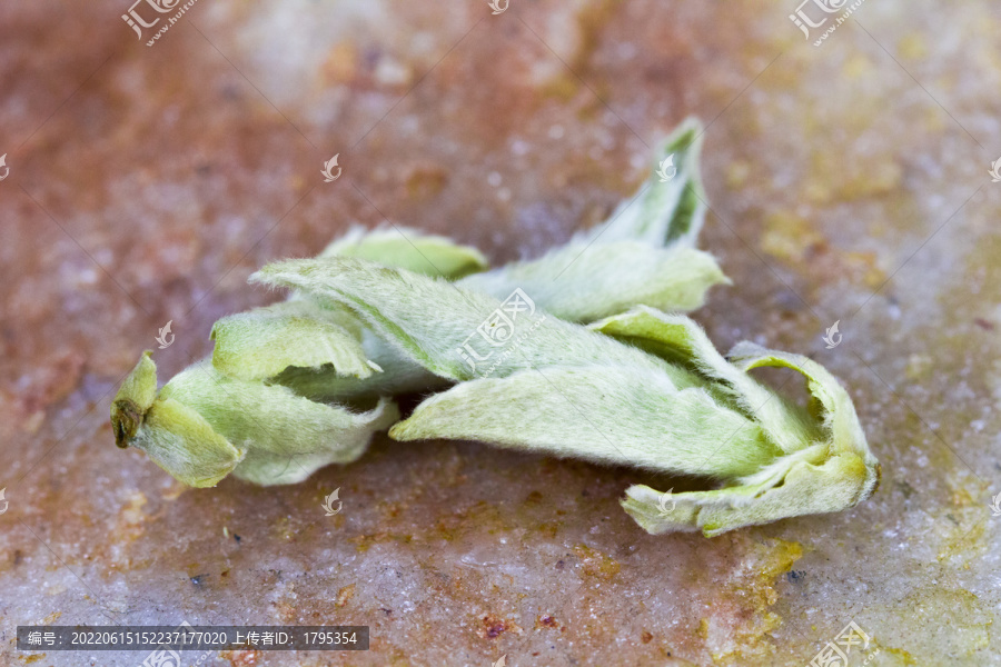 野生白茶芽孢