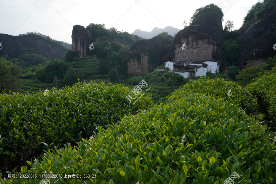 武夷岩茶马头岩