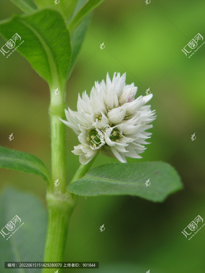 野生喜旱莲子草的开花期