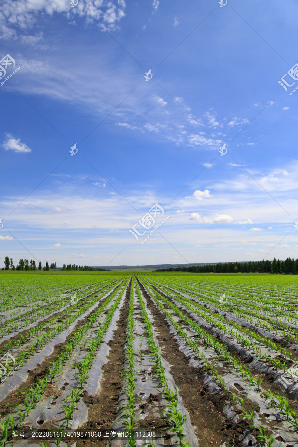 农业三农玉米地黄豆地风景如画