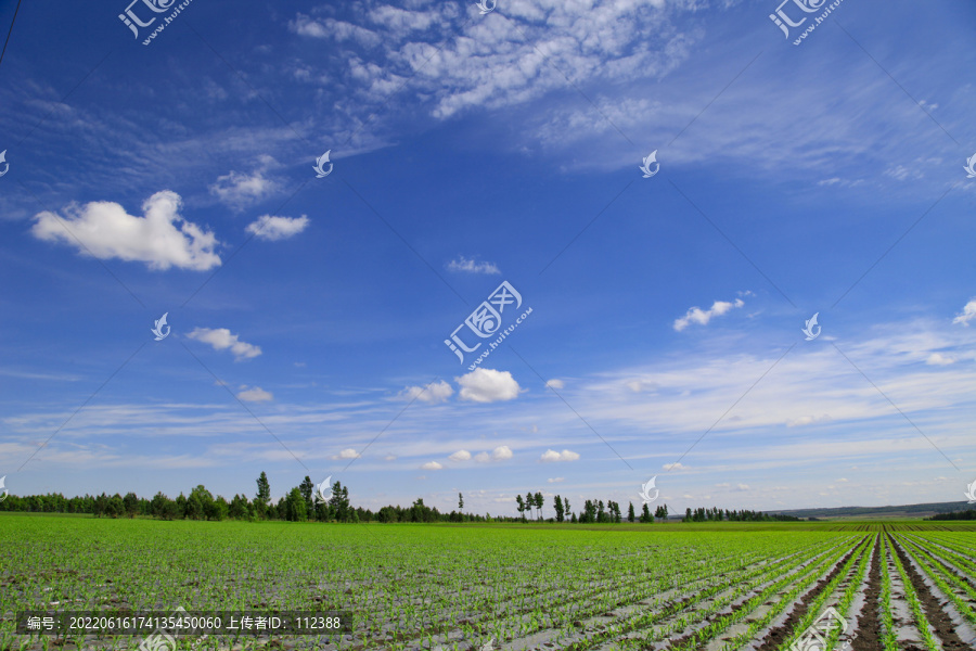 农业三农玉米地黄豆地风景如画