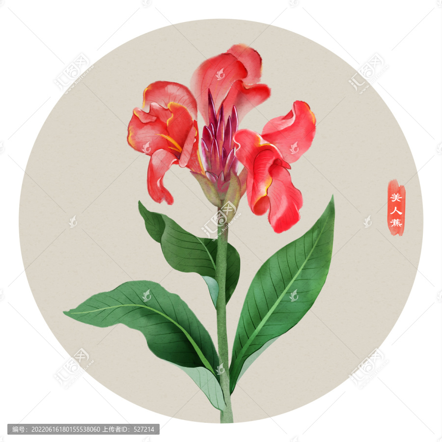 美人蕉