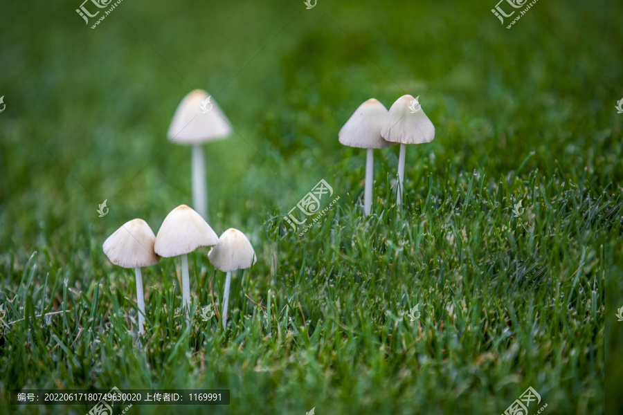 磨菇野生菌野生菇