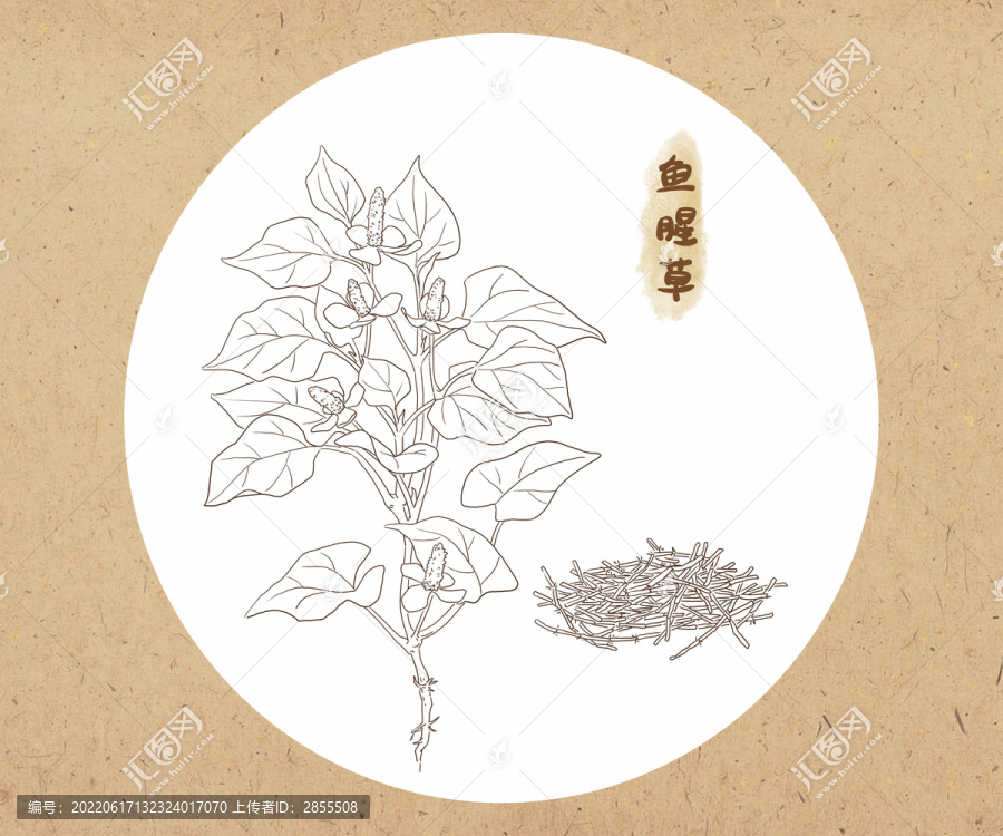 中草藥線稿魚腥草