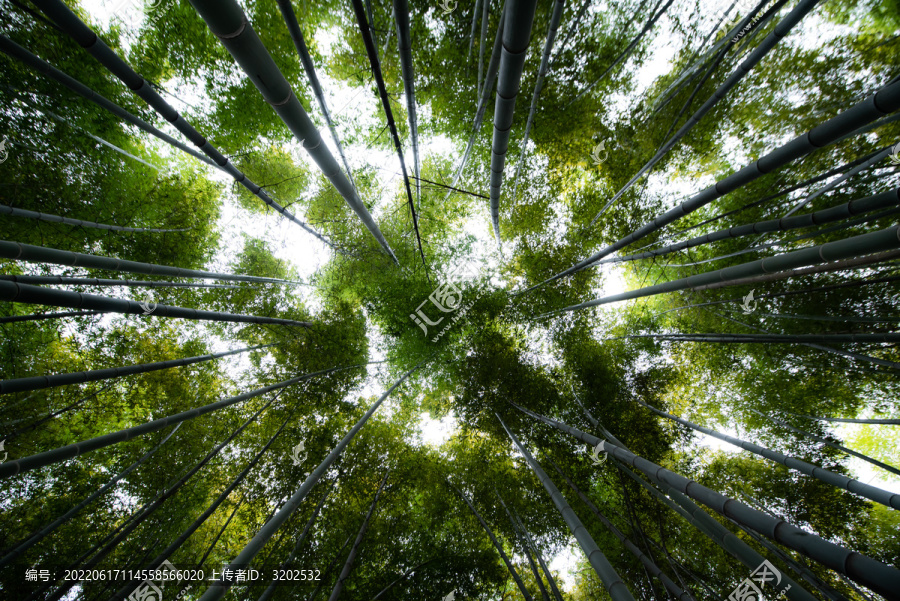 竹林特写照片