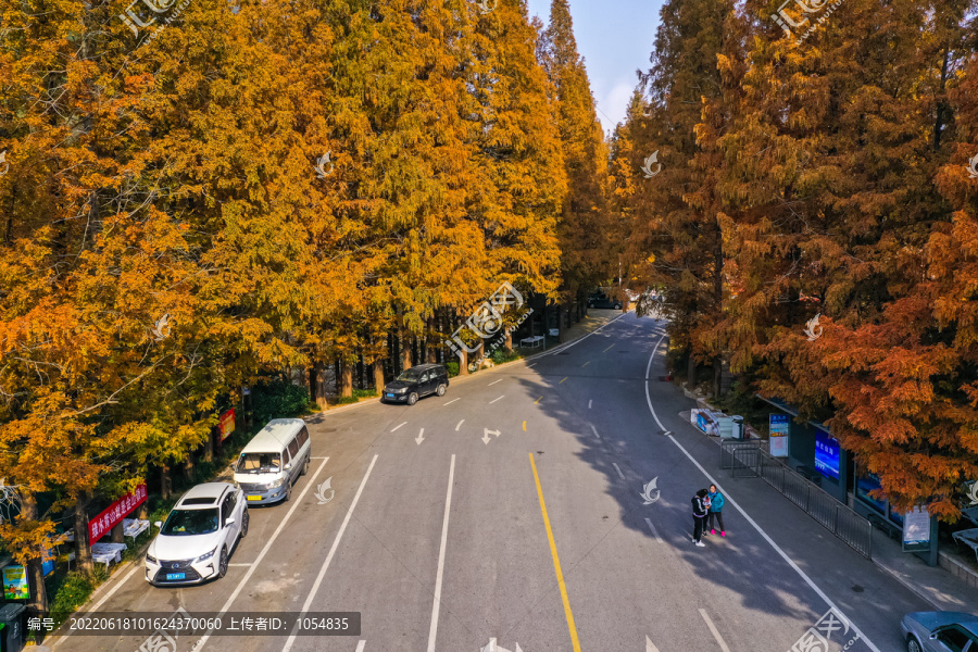 崂山北九水水杉林