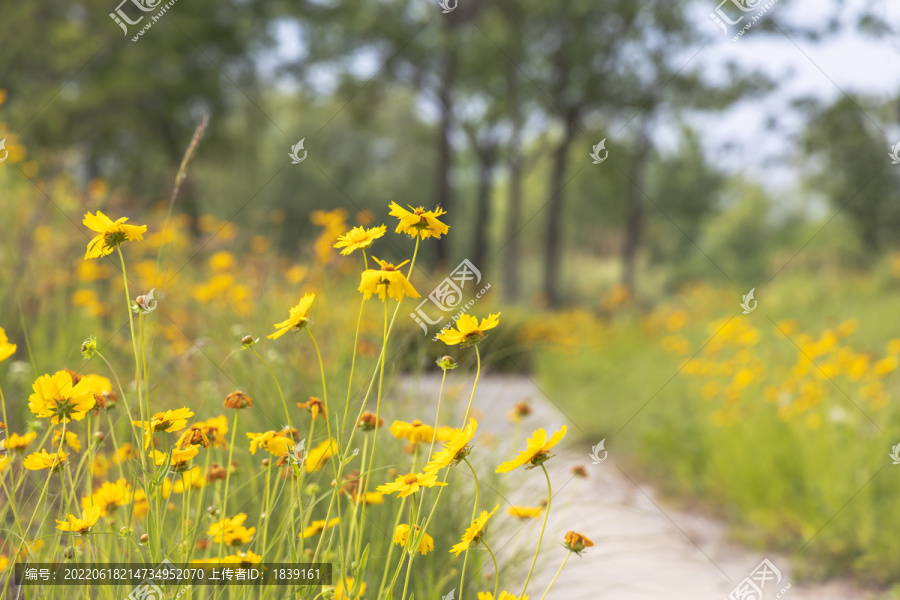 公园小径旁盛开的金鸡菊