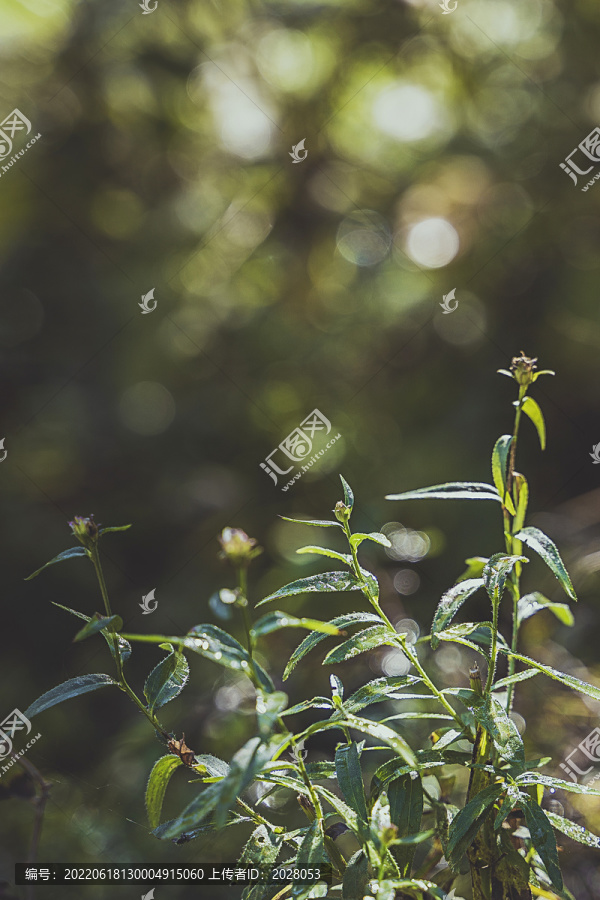 逆光下的绿植茁壮成长