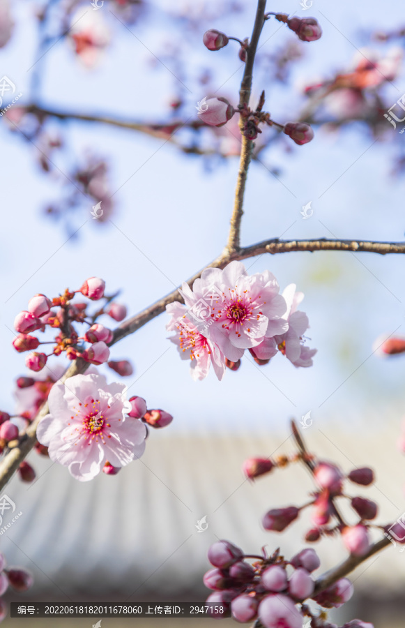 春天里盛开的桃花