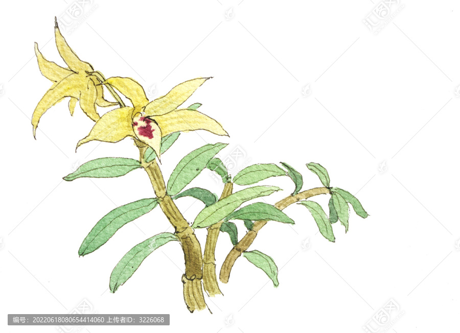 鐵皮石斛手繪插畫