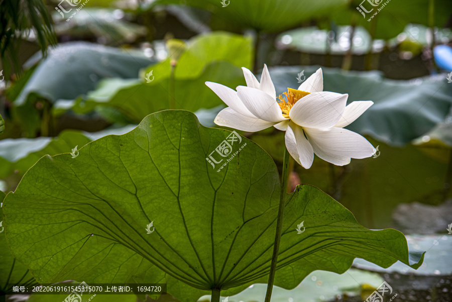 荷塘白莲