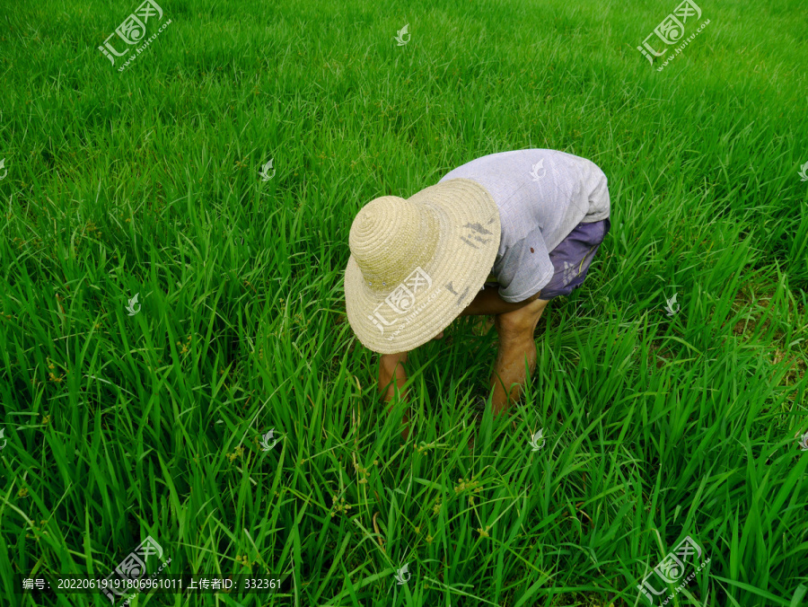 农民在田里扯水草