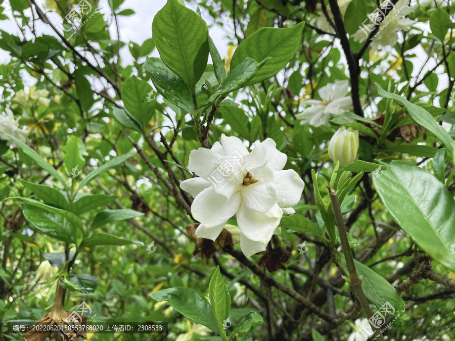 栀子花