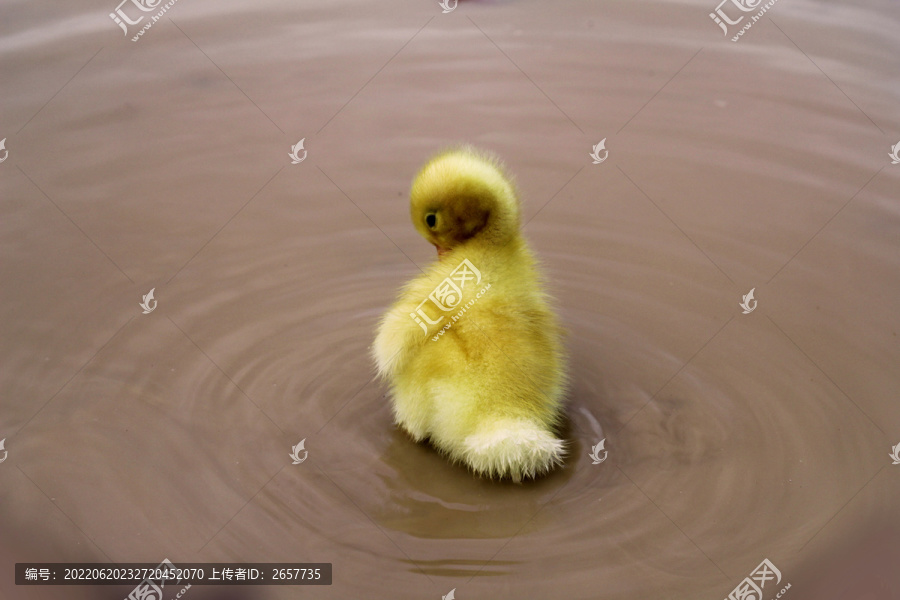水塘里玩水的小黄鸭