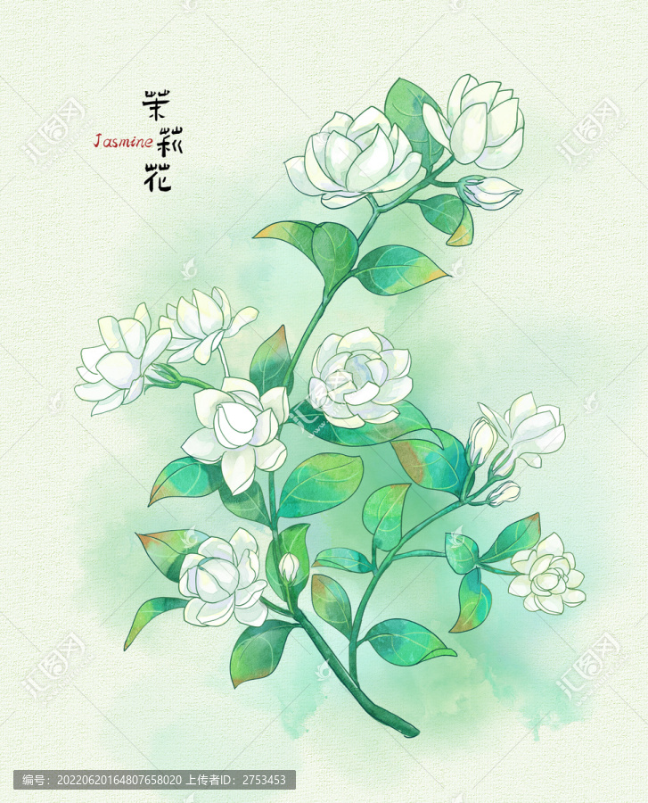 手繪茉莉花