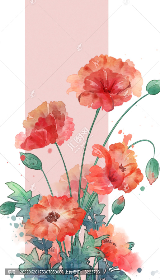 虞美人水彩插畫