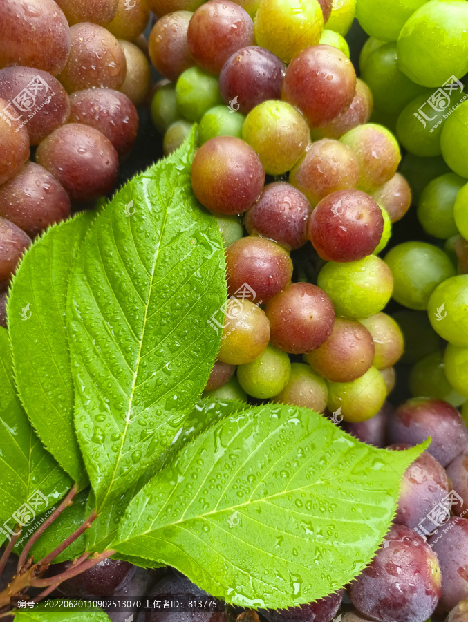 多品种水嫩葡萄