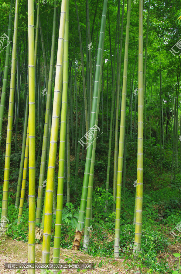 竹子竹林绿竹楠竹植物