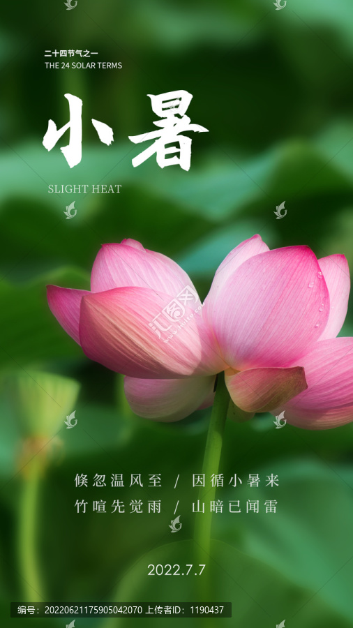 小暑荷花海報