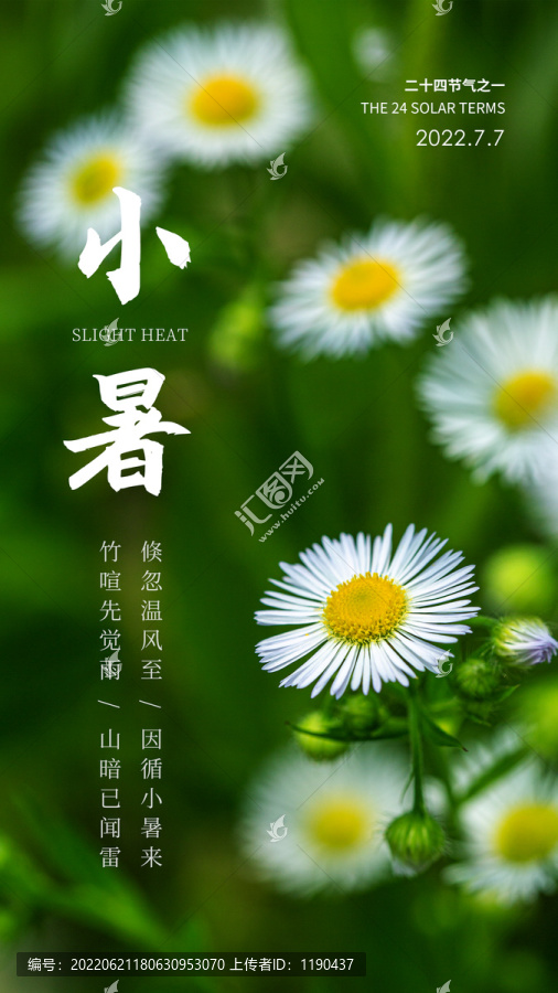 小暑雏菊海报